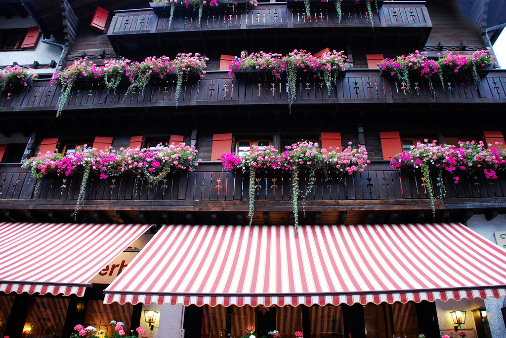 誰家的窗臺，柔軟了我的心？