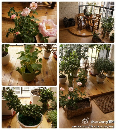 showshow偶的小陽臺，新種的粉色玫瑰