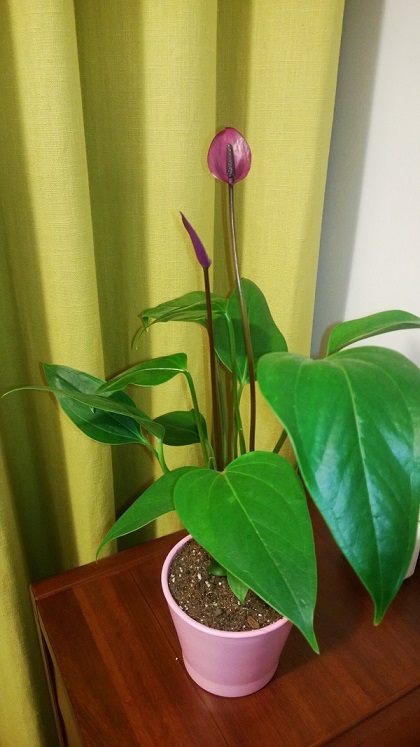 原來不喜歡紅掌，但是看到紫掌就撐不住啦