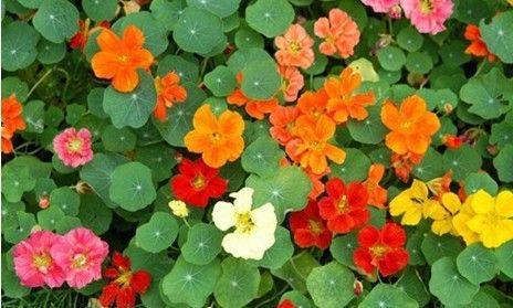 怎樣讓旱金蓮常年開花？